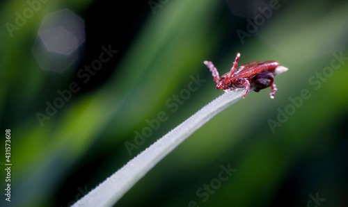 This tick was hanging on to its blade of grass due to the high wind