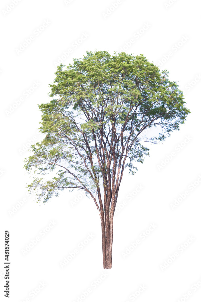 Tree isolated on white background, with clipping path. isolated trees used for design, Tree isolated on white background, with clipping path. isolated trees used for design,