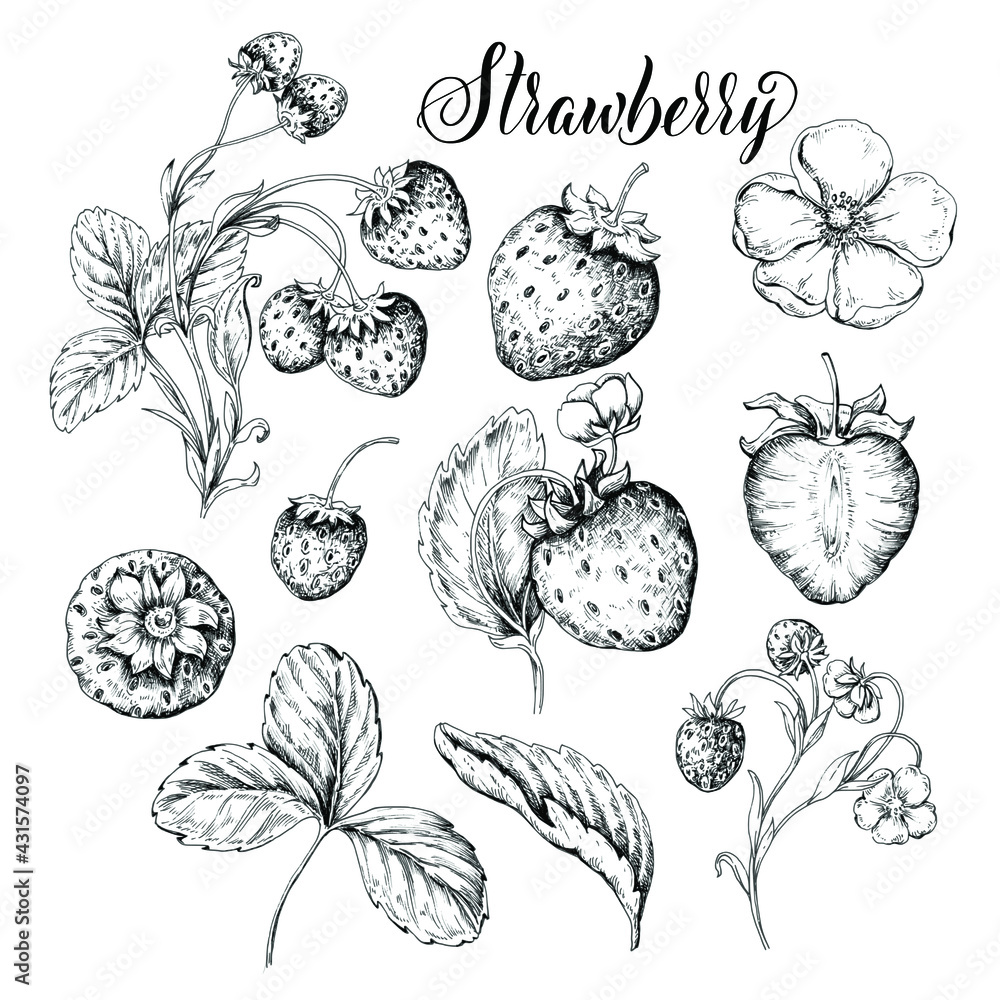 Strawberry sketch illustration. Vintage black and white set.