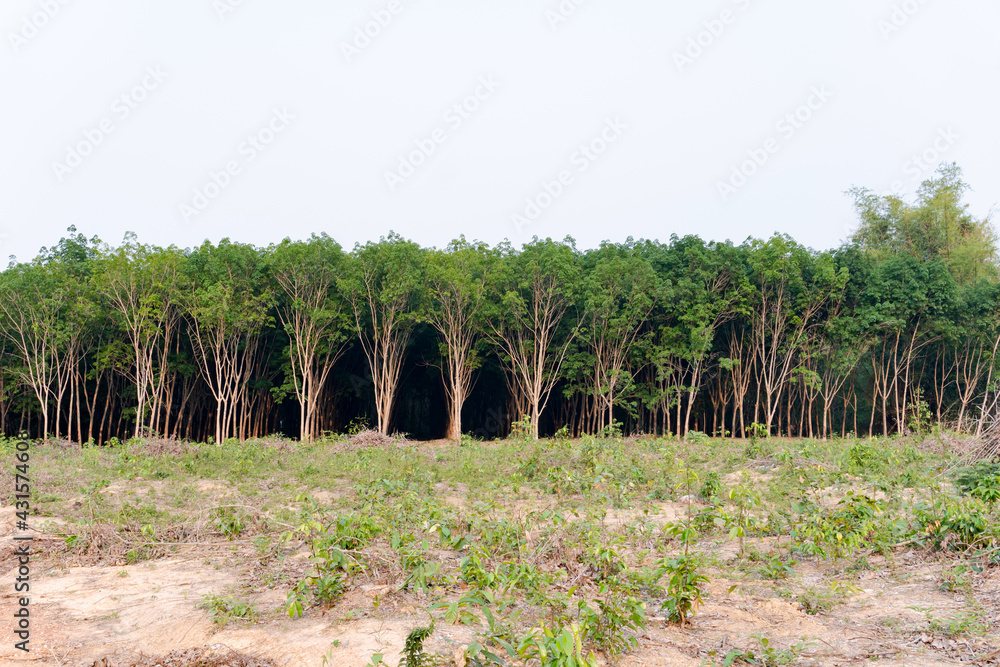 Row of para rubber tree. Rubber plantation background.