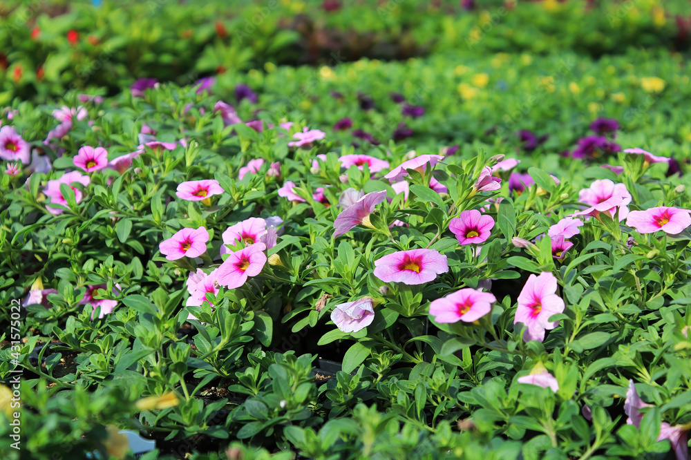 Tables full of Calibrachoa flowers growing in various colors