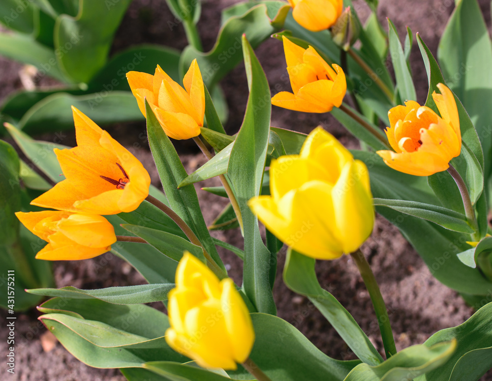 Bright orange and yellow tulips on a flower bed in spring. Bright orange and yellow tulips on a flower bed in spring.