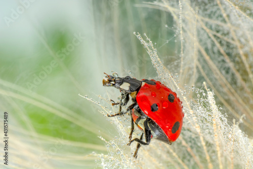 Beautiful Ladybug on dandelion defocused background