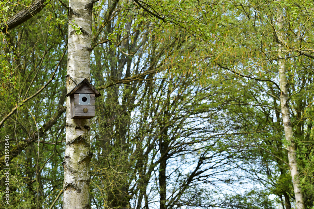 Fototapeta premium Wooden bird house on a birch in the park in spring, Ryton Pools Country Park, Ryton-on-Dunsmore, England, UK