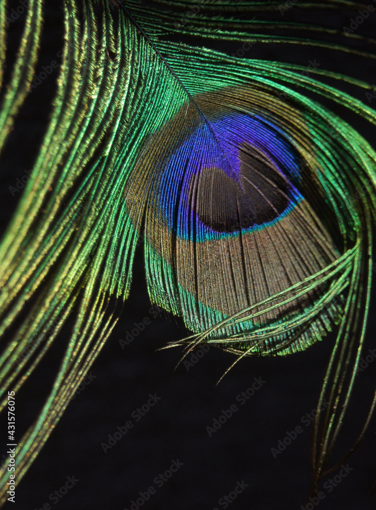 Naklejka premium El regalo, detalle pluma pavo real con cámara sony. Imágenes de una mujer latina.