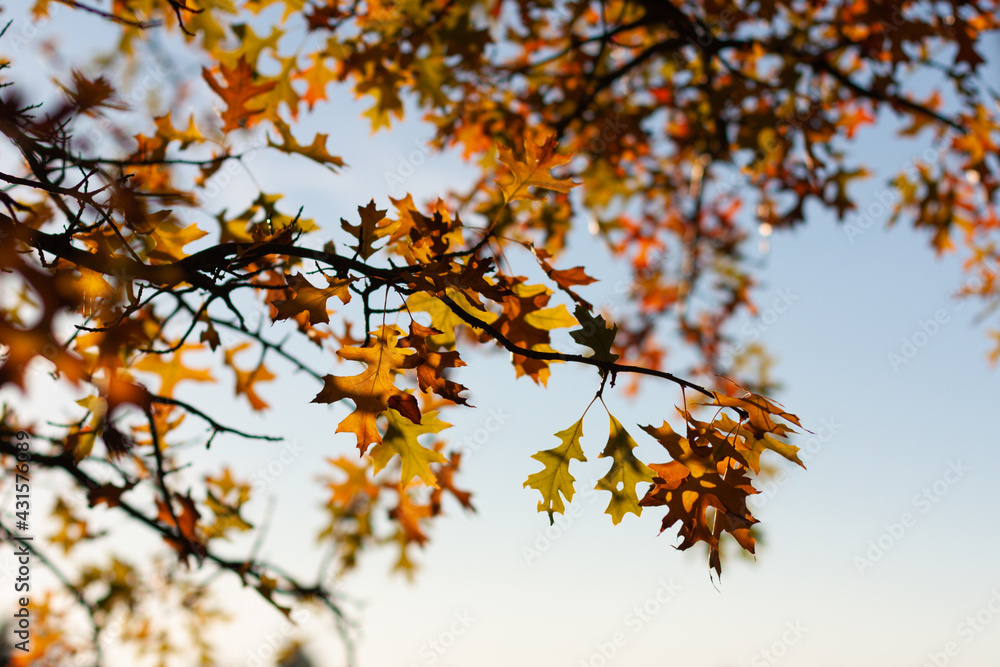 Oak autumn leaves on the tree. Fall Quercus foliage. Oak autumn leaves on the tree. Fall Quercus foliage.