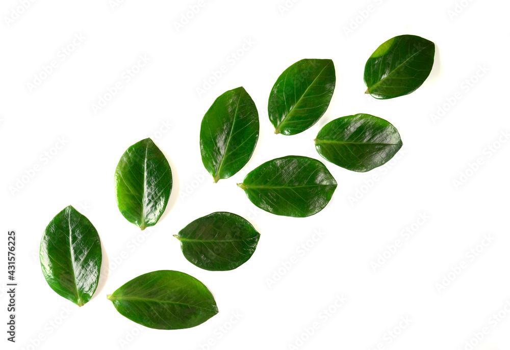 Tropical green leaves on yellow background. Flat lay. top view. Copy space. Summer creative concept for your design Tropical green leaves on yellow background. Flat lay. top view. Copy space. Summer creative concept for your design