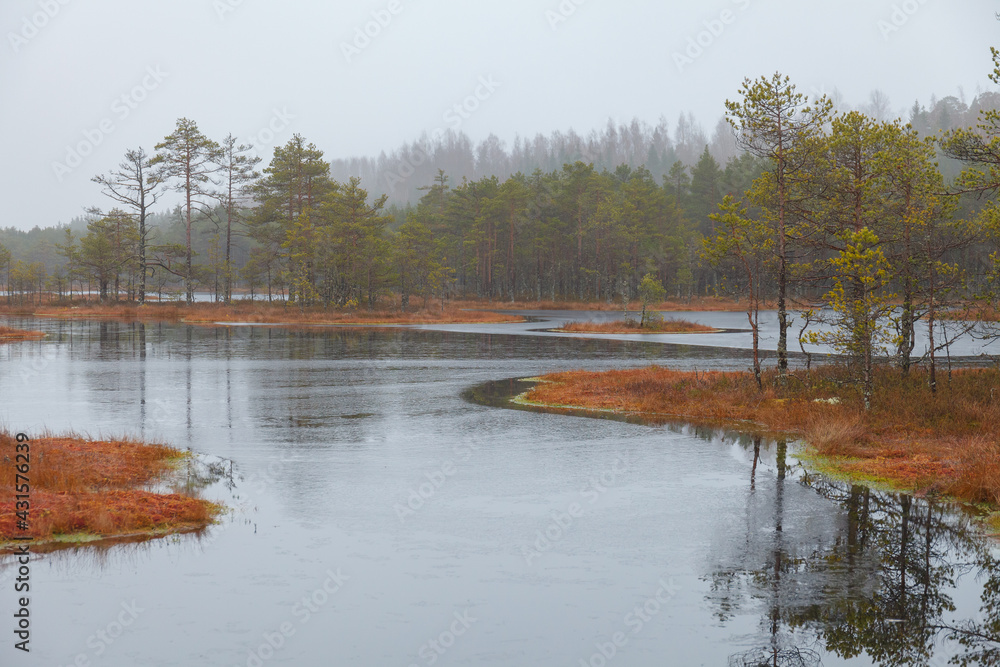 Swamp lake with trees. Estonia.