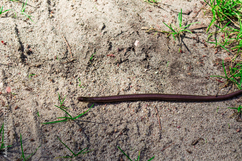 Pełzający Padalec  Anguis fragilis  gatunek beznogiej jaszczurki Beskid Śląski  photo