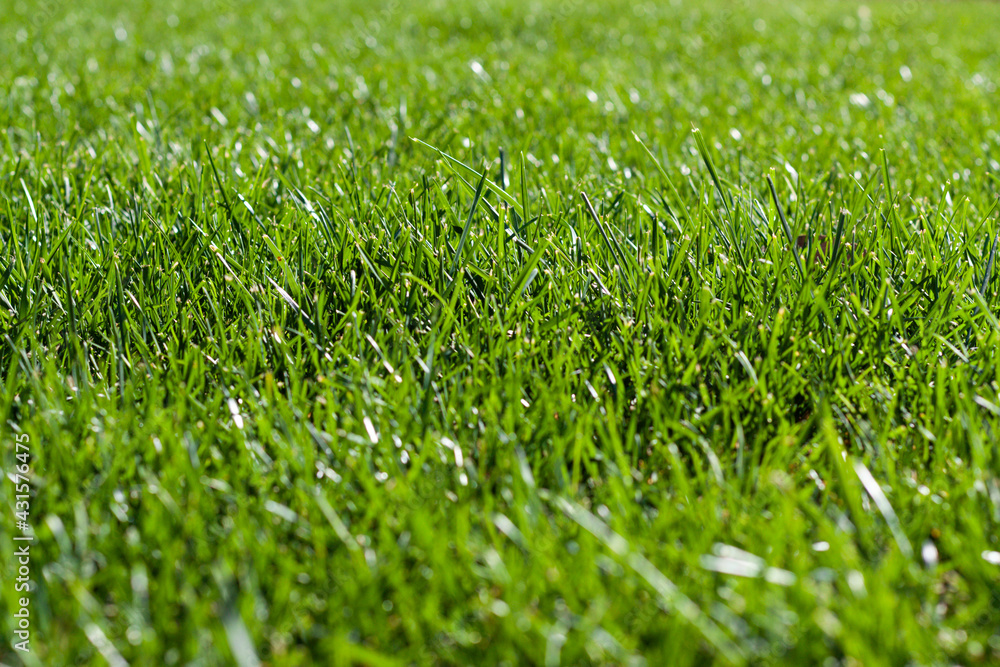 Fototapeta premium Green grass background