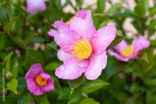 Pink Camellia hiemalis flower with raindrops
