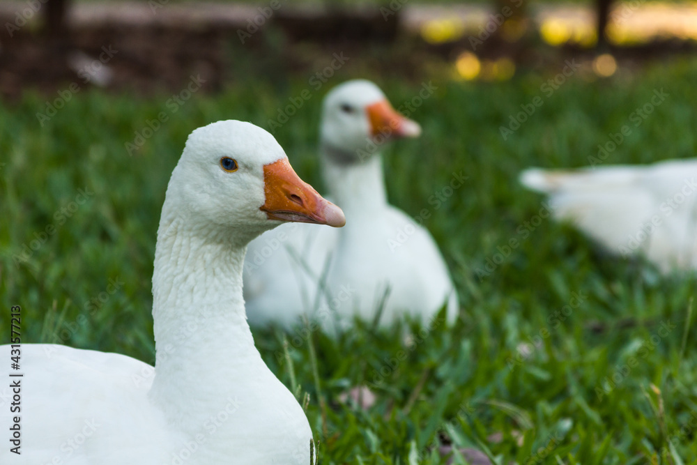 Geese in a yard looking suspiciously Geese in a yard looking suspiciously
