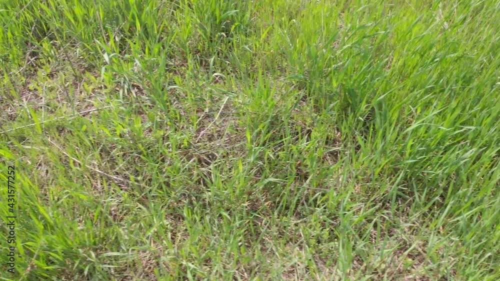 Green fresh grass in farm field Green fresh grass in farm field