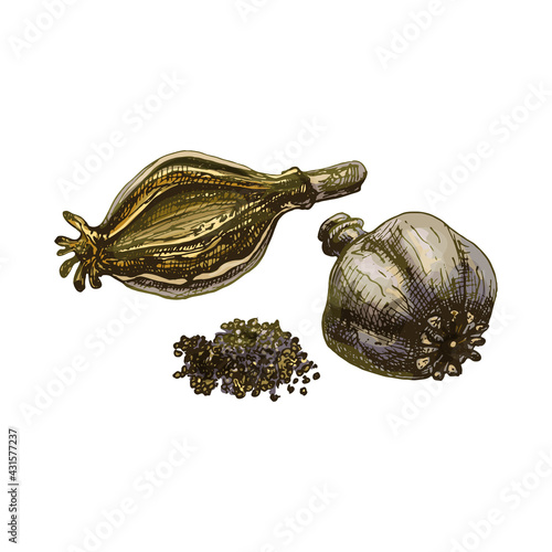 Poppy heads and seeds. Vector color vintage hatching illustration