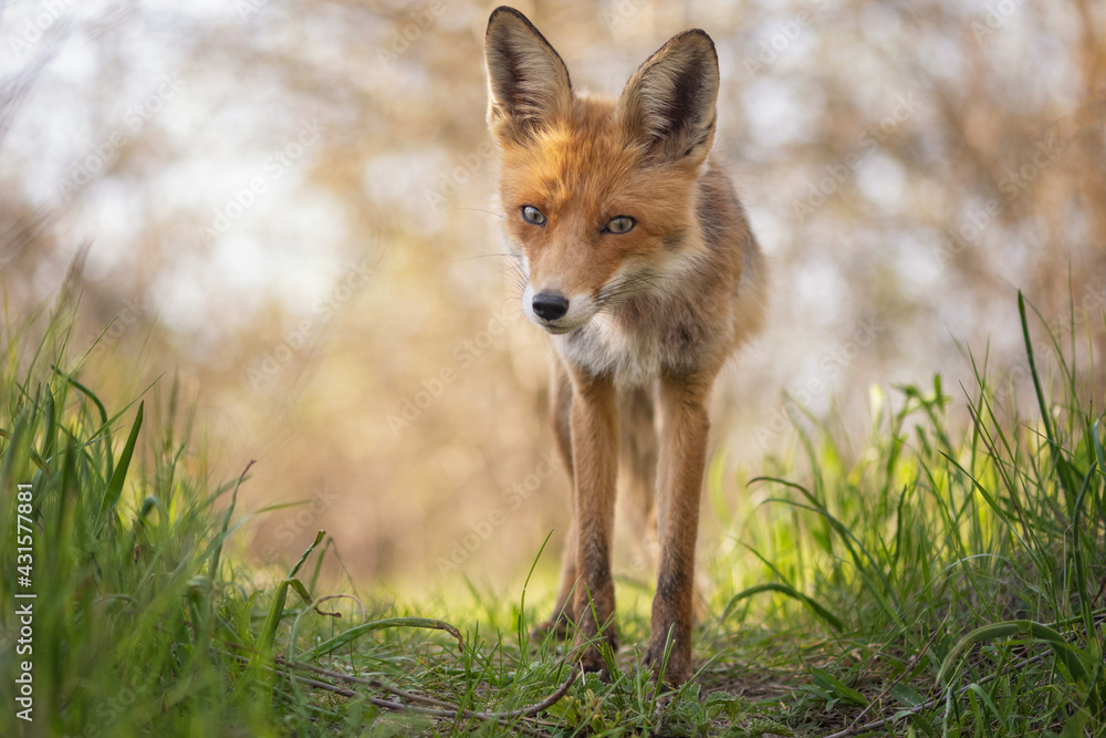 Fototapeta premium Portrait of a red fox Vulpes vulpes in the wild