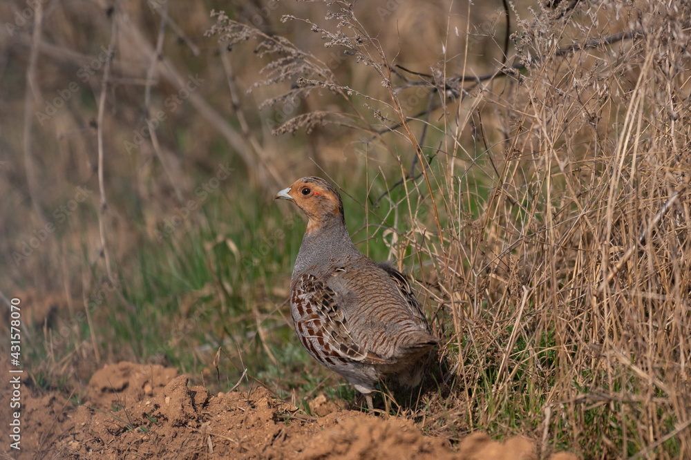 Grey partridge, Perdix perdix, single bird on grass Grey partridge, Perdix perdix, single bird on grass