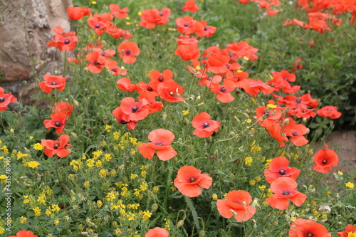 Poppy meadow in May  Italy