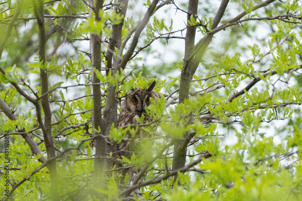 Fototapeta premium long-eared owl Asio otus, in the wild