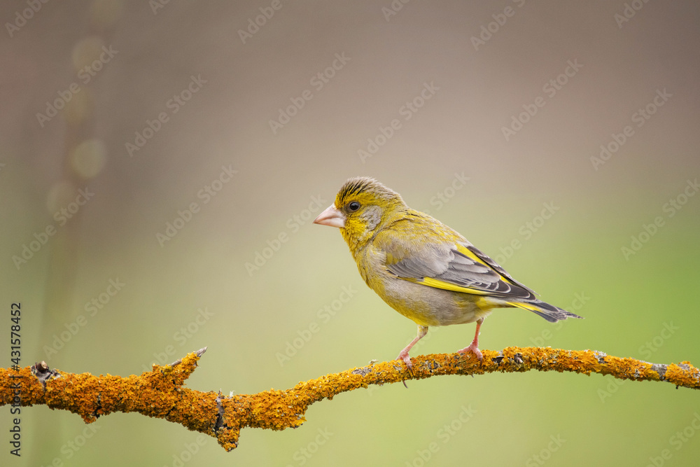 European Greenfinch Carduelis chloris. Greenfinch sits on branch