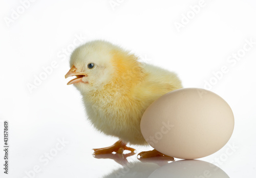 New Born Chick and Egg on the White Table
