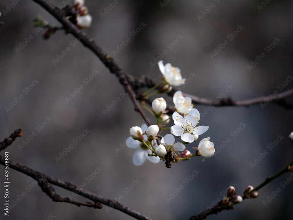 Spring flowers on the branches of an apricot tree. Warm weather. Hi spring. Background for a card with flowers. Delicate white petals. Blooming fruit trees. Blurred background. Empty space for text. Spring flowers on the branches of an apricot tree. Warm weather. Hi spring. Background for a card with flowers. Delicate white petals. Blooming fruit trees. Blurred background. Empty space for text.