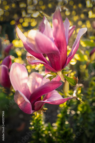 Magnolia flowers opening with a golden bokeh background as the sun shines thought the tree.