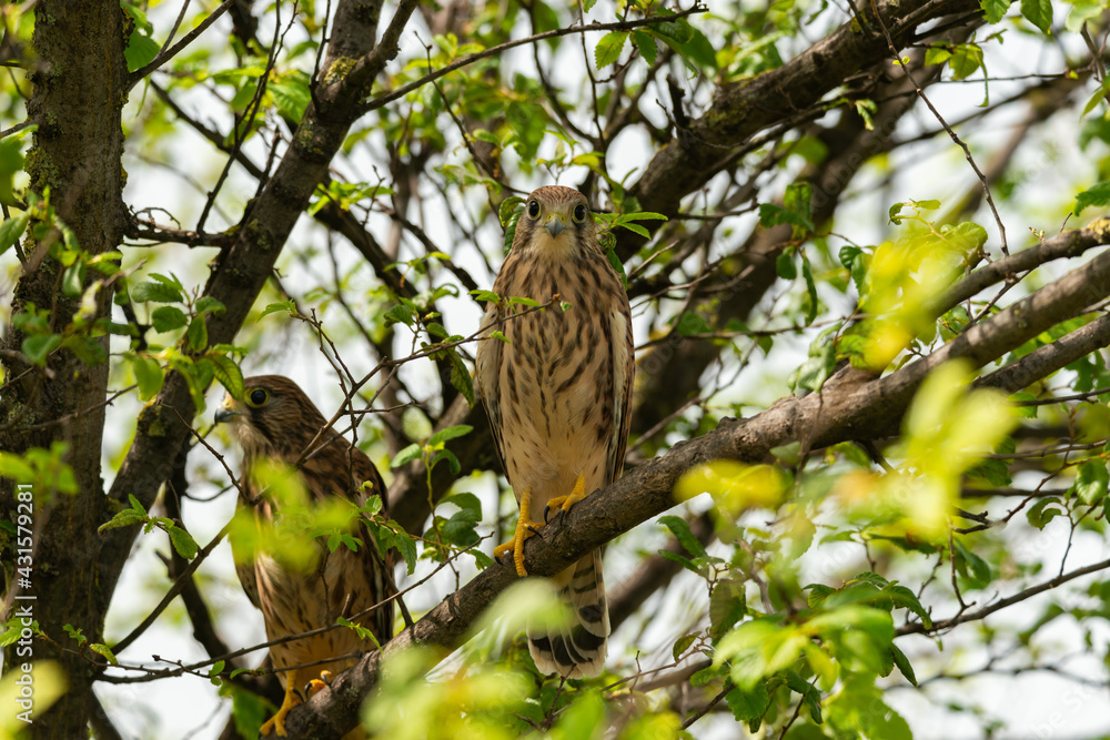 Common Kestrel Falco tinnunculus chicks in the wild Common Kestrel Falco tinnunculus chicks in the wild
