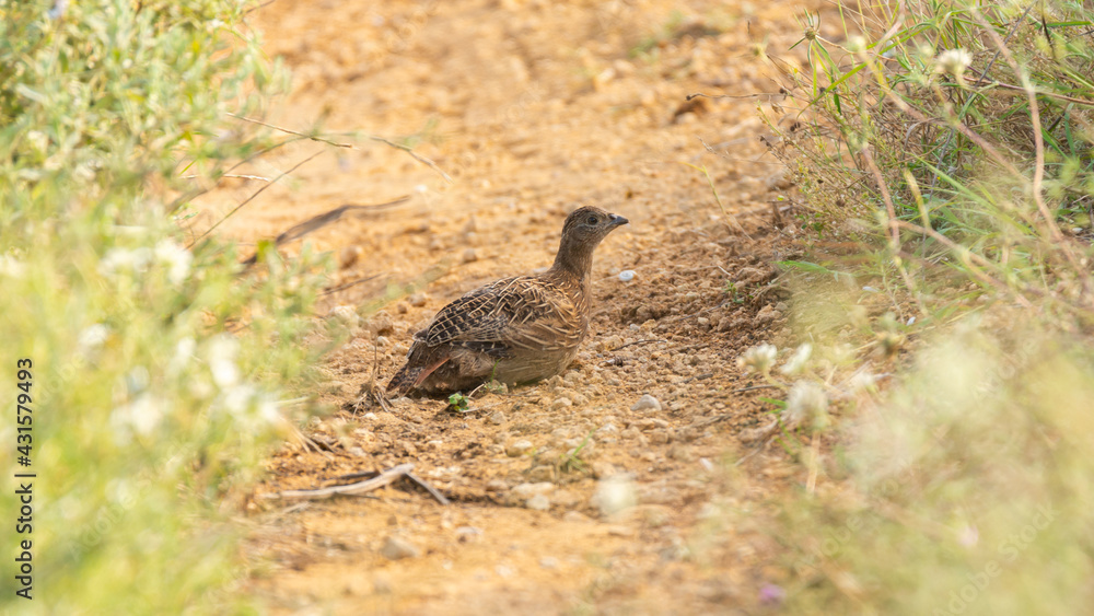 Grey partridge, Perdix perdix, single bird on grass Grey partridge, Perdix perdix, single bird on grass