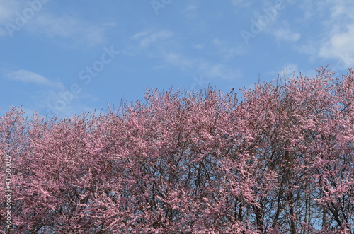 Wiosenne drzewa kwitnące na różowe na tle błękitu nieba, Polska