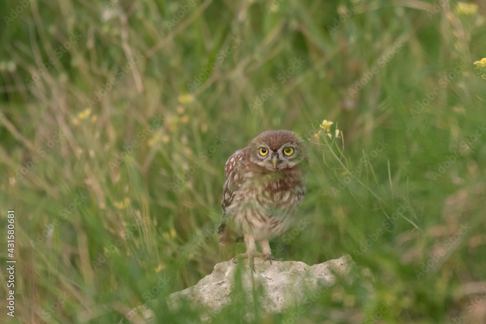 Fototapeta premium Young little owl Athene noctua he stands in the grass and watches