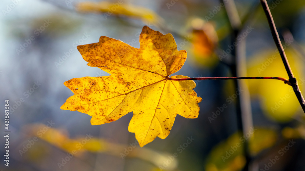 Obraz premium Yellow maple leaf close up in the forest on a tree