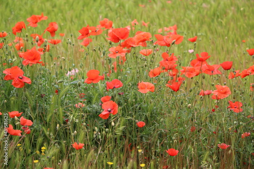 Meadow with red blooming poppies in May, Italy