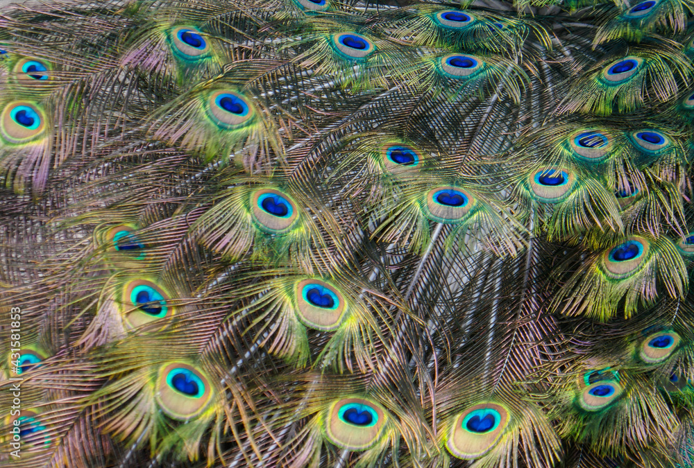 Obraz premium Beautiful peacocks in a cage. A peacock with a long, beautiful tail.