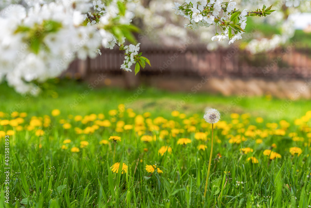 Green spring meadow with dandelions and blossoming flowers 