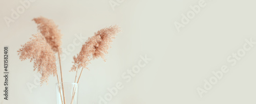 Pampas grass in a glass vase near grey wall. Trendy home decor. Abstract natural background, place text copy space.
