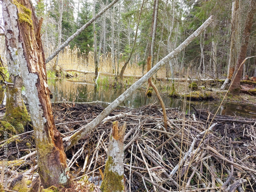 fresh spring in the Latvian swamp
