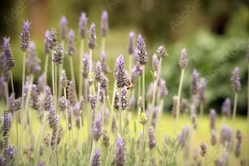 bee and lavenders