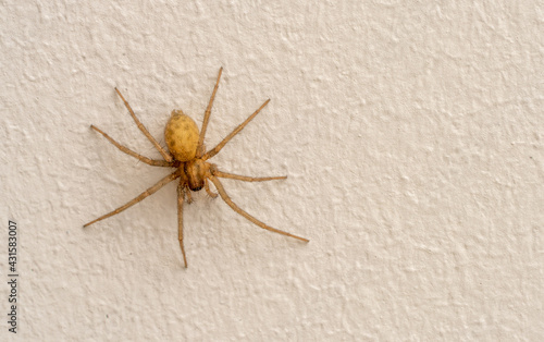 A small house spider on a gray wall