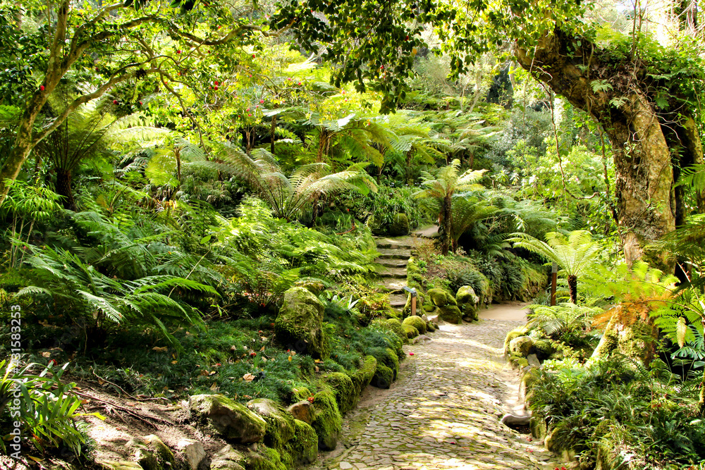 Path between green vegetation in a garden Path between green vegetation in a garden