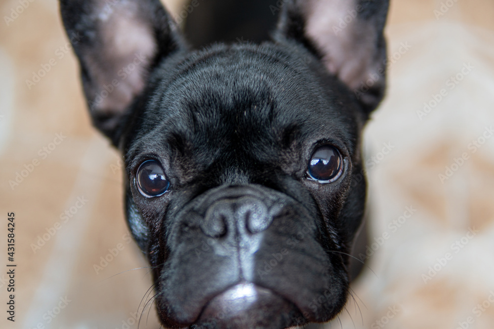 french bulldog puppy portrait