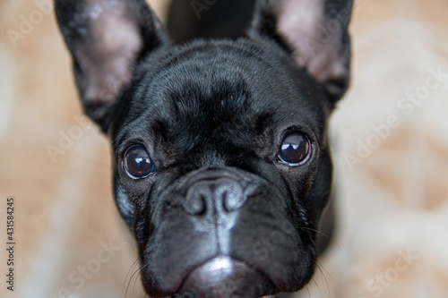 french bulldog puppy portrait © Juan