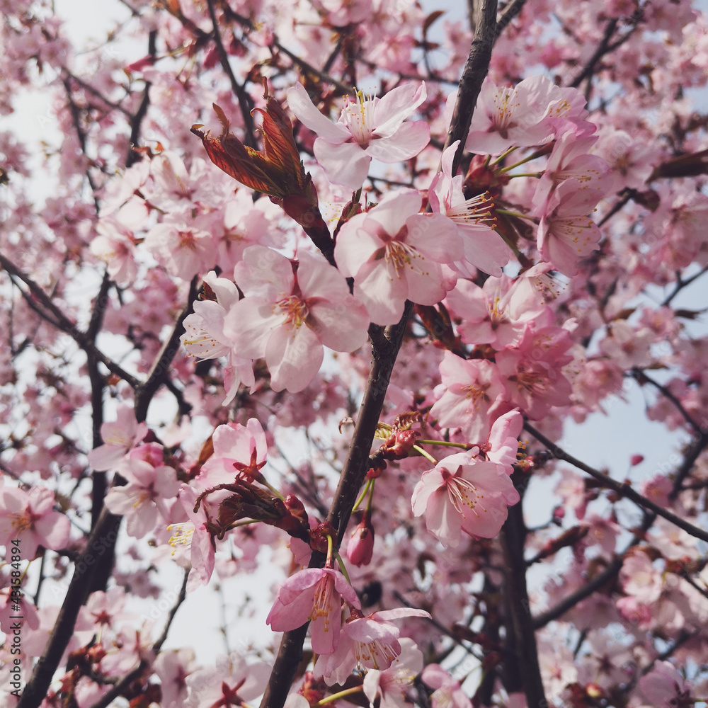 Cherry tree blossom. Sakura blossom, Vilnius. Pink cherry blossom