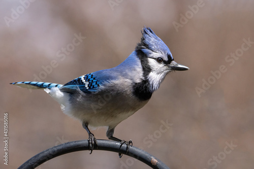 Perched blue jay on blurry background