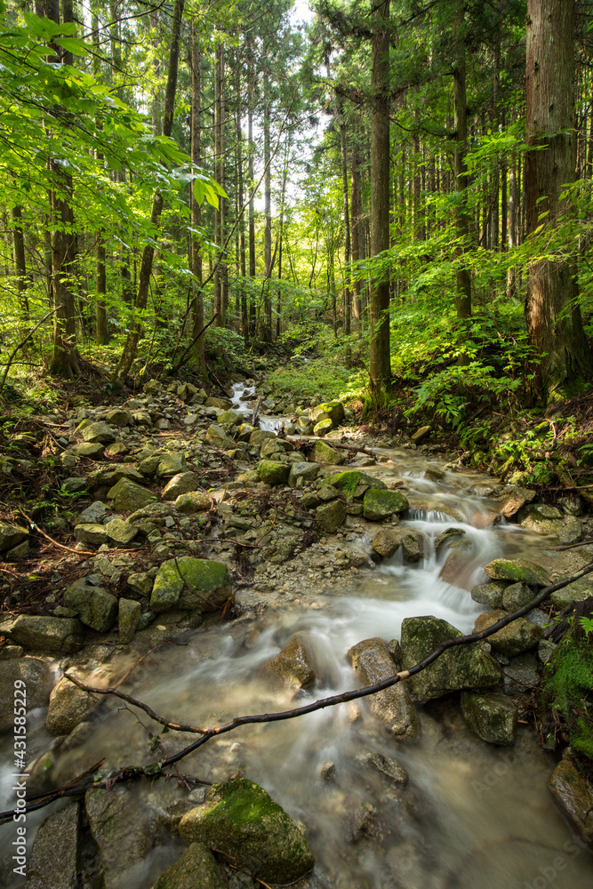 Stream forest and trees. Mountain valley landscape. Japanese green forest. Magome to Tsumago Nakasendo trail. Kiso Valley path and hike, Japan. Stream forest and trees. Mountain valley landscape. Japanese green forest. Magome to Tsumago Nakasendo trail. Kiso Valley path and hike, Japan.