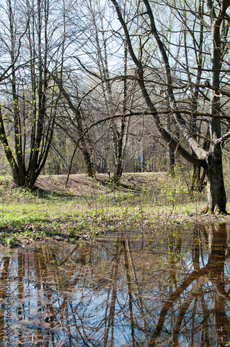 Fototapeta Naklejka Na Ścianę i Meble -  Trees are reflected in a puddle of melt water in the park. Painting of early spring.