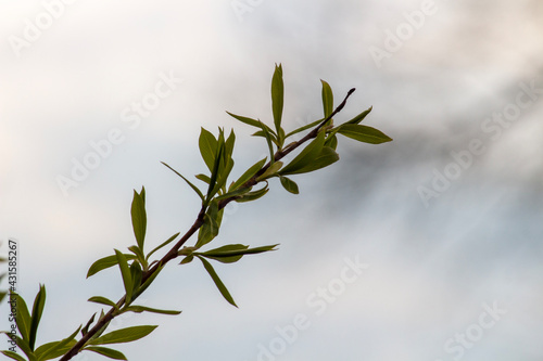 branch of a willow tree with leaves