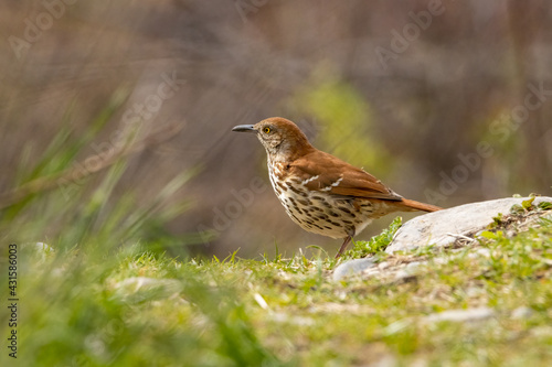 Small brown trasher bird on the ground on a spring morning