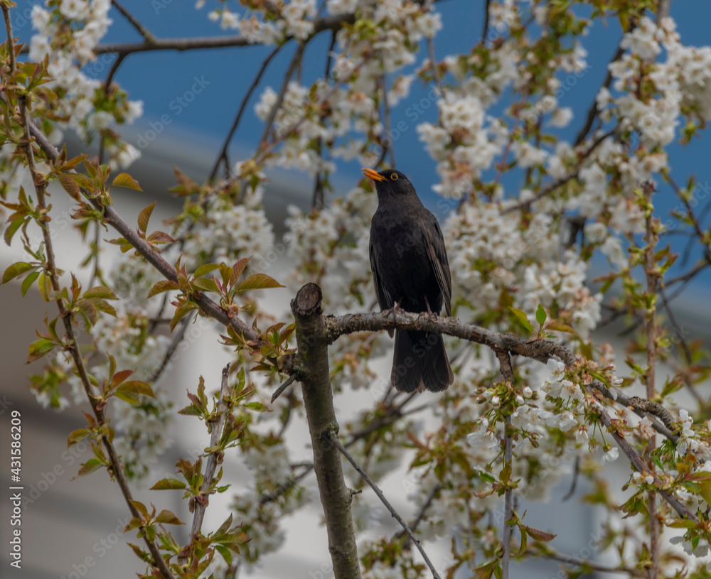 Blackbird singing on cherry tree branch with white bloom Blackbird singing on cherry tree branch with white bloom