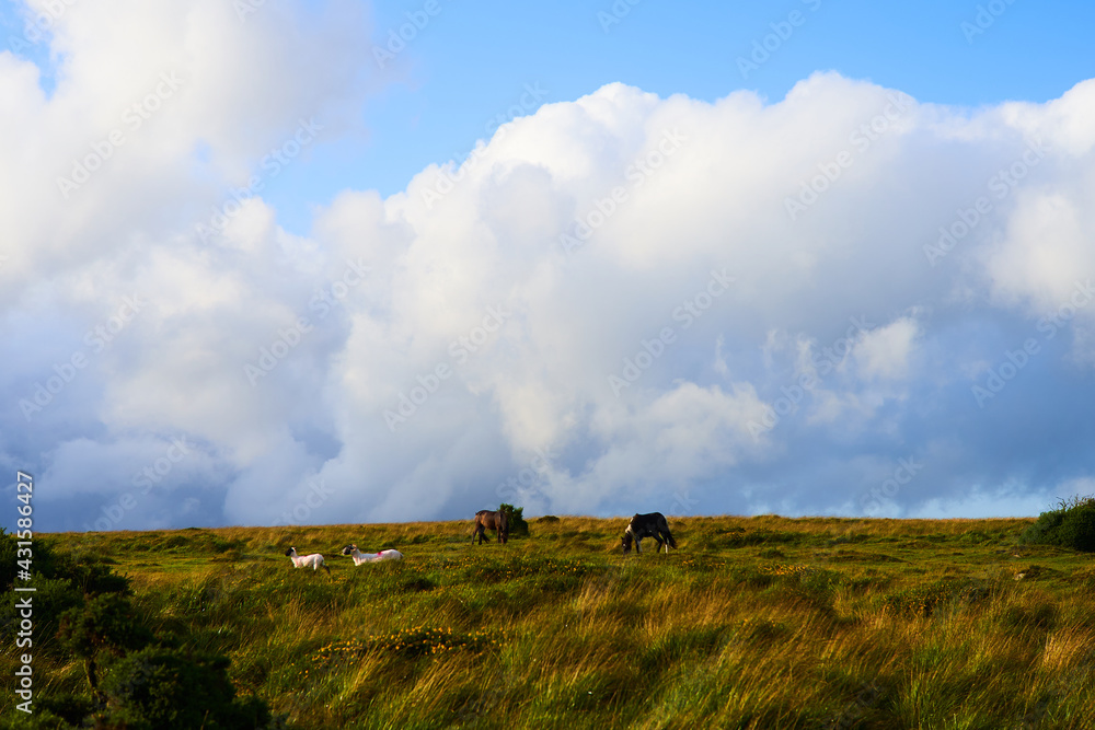 Obraz premium Clouds over moor in Devon