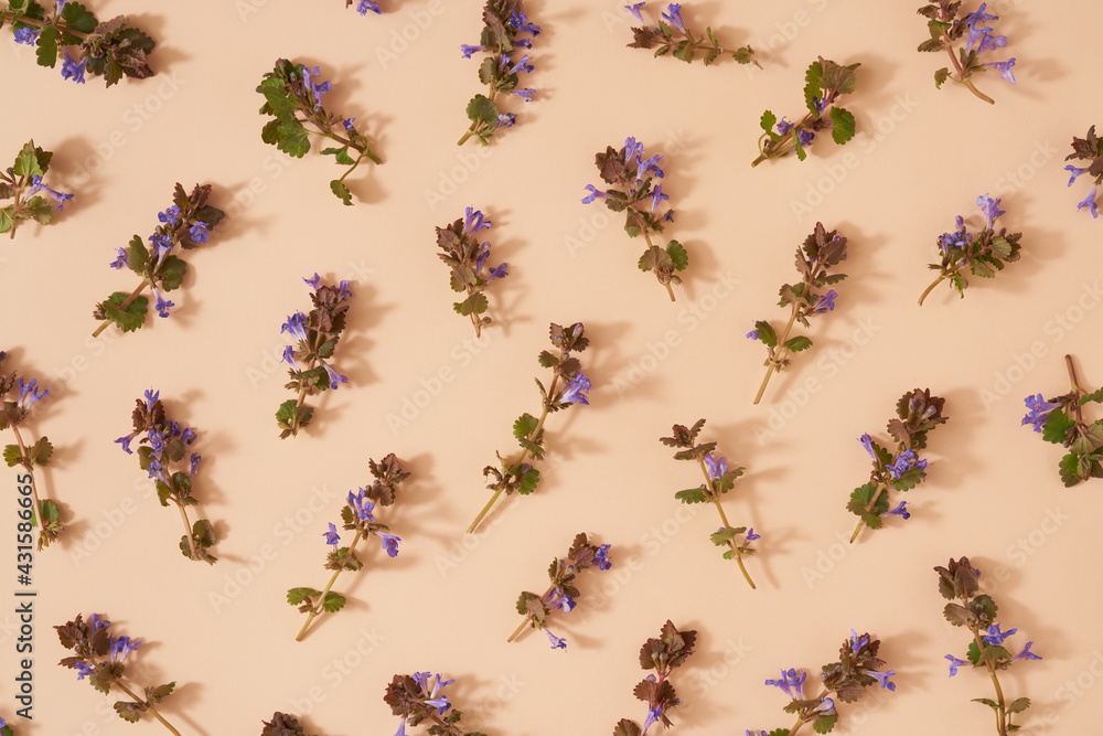 Spring pattern with blooming ground-ivy medicinal plant on pastel orange background Spring pattern with blooming ground-ivy medicinal plant on pastel orange background